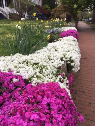 flowers and sidewalk
